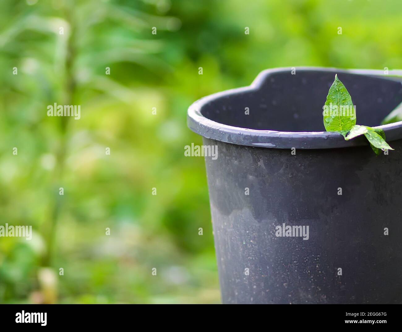 Green plant leaf in plastic bucket in spring garden. Gardening season Stock Photo