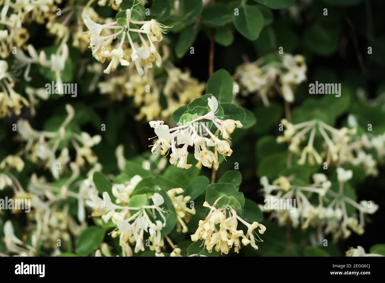 Honeysuckle white fragrant flowers in spring park. Stock Photo