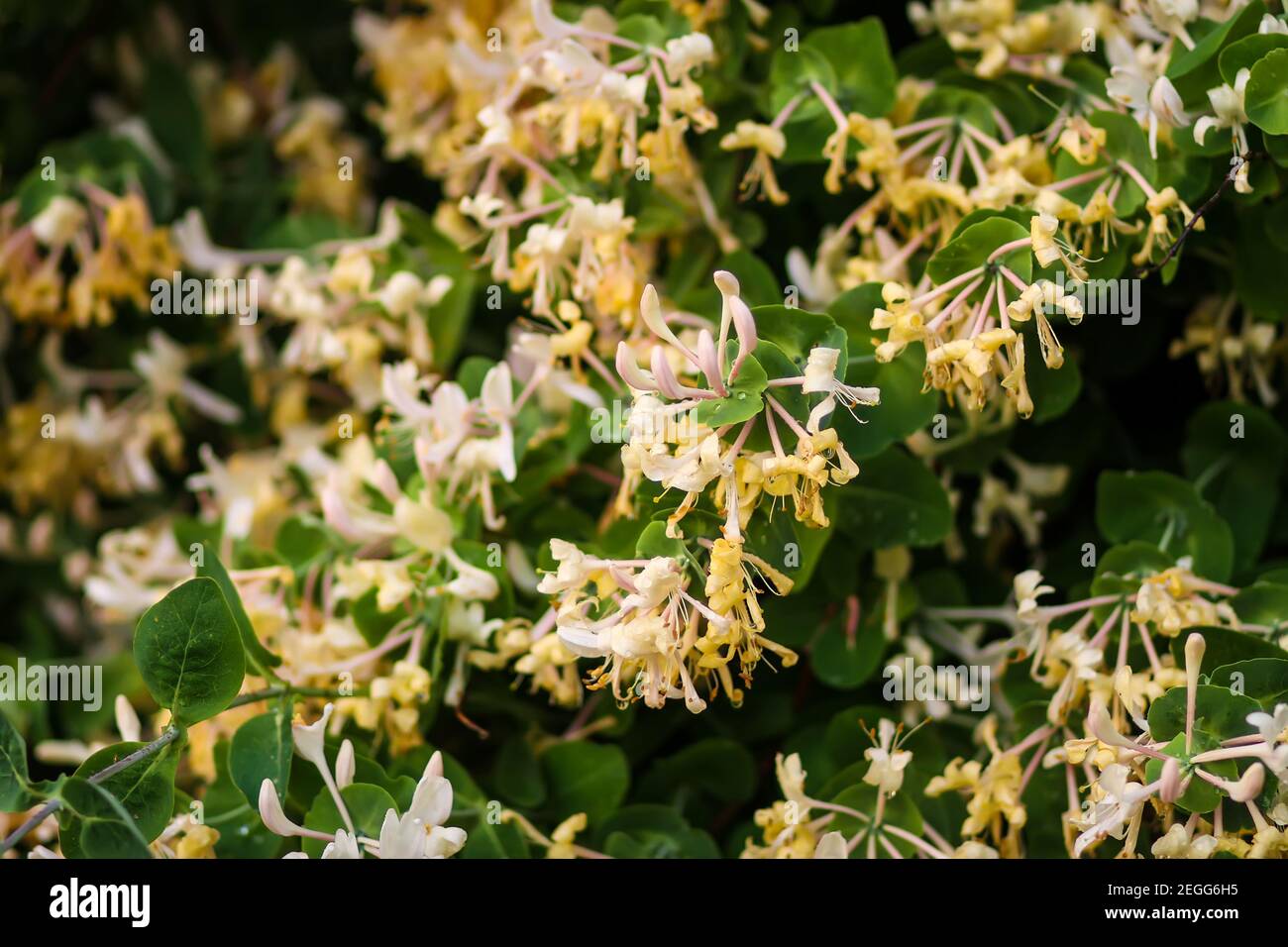 Honeysuckle white fragrant flowers in spring park. Stock Photo