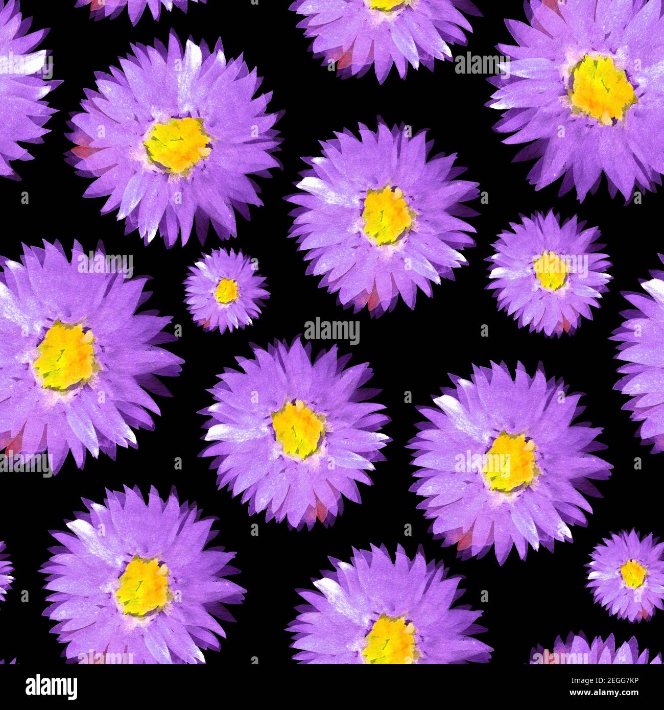 Violet sunny aster flowers seamless pattern Stock Photo