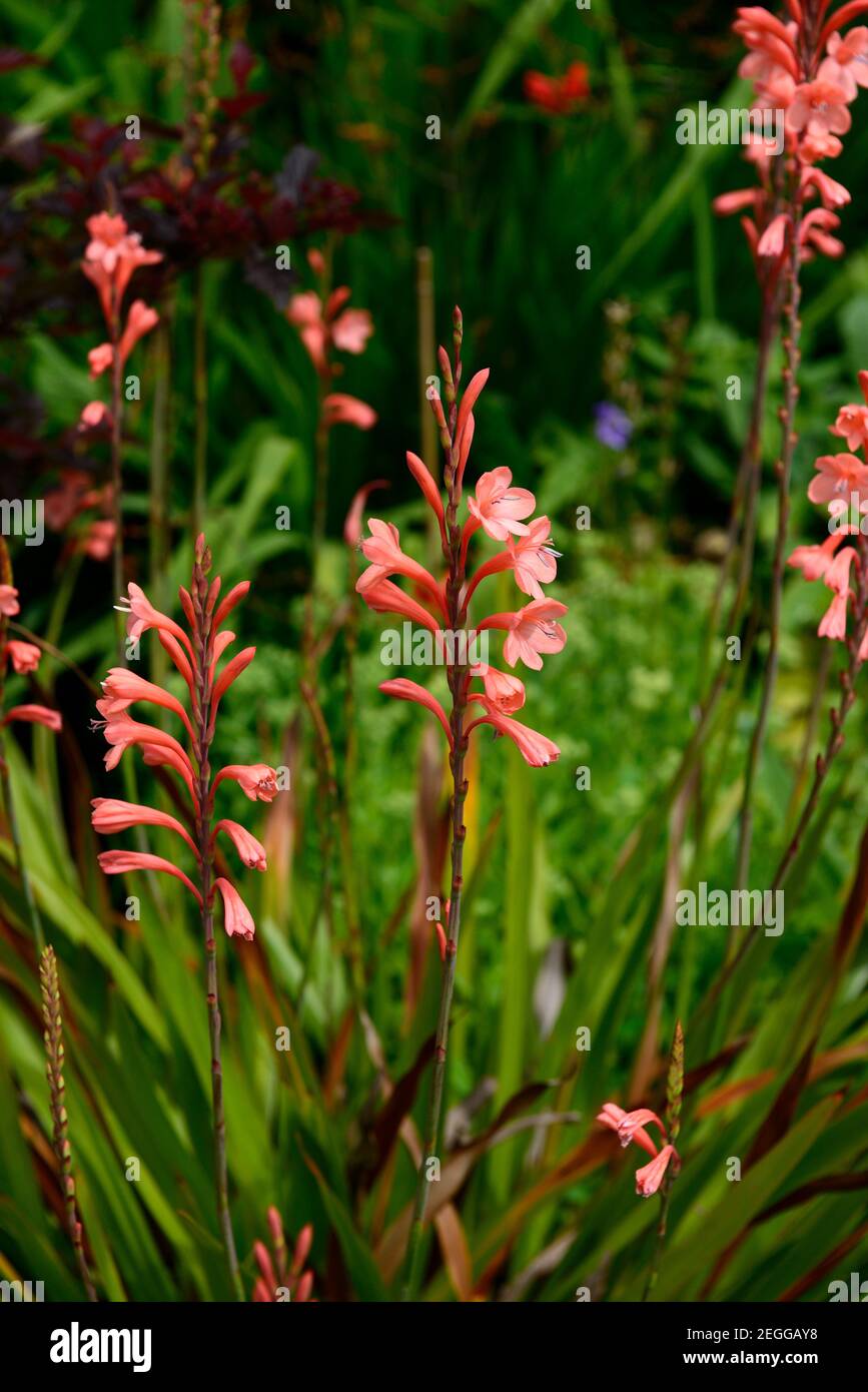 Watsonia pillansii,Bugle Lily,orange flowers,flower,flowering,RM floral Stock Photo