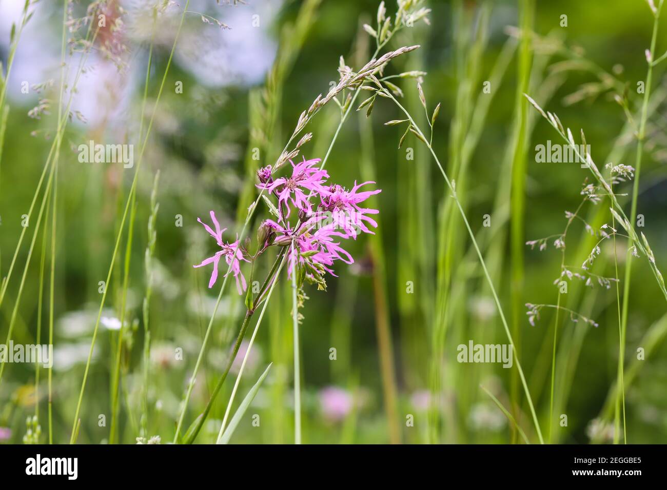 Coronaria or Lychnis flos-cuculi flower. Ragged-robin plant. Pink wildflowers on summer meadow. Stock Photo