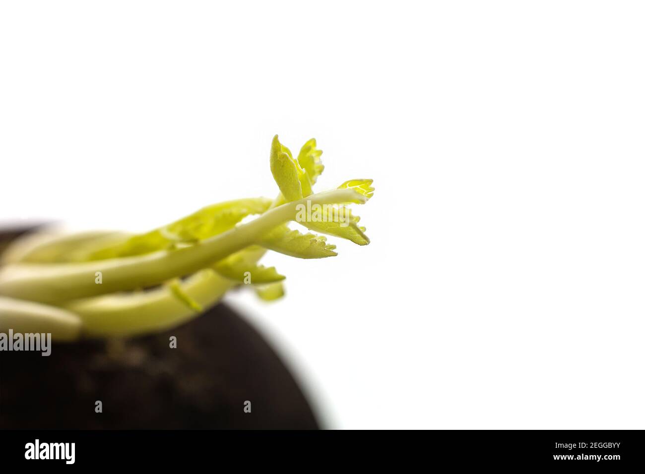 Close up macro green fresh growing sprout seedling on black radish root vegetable, vegetarian food ingredient Stock Photo