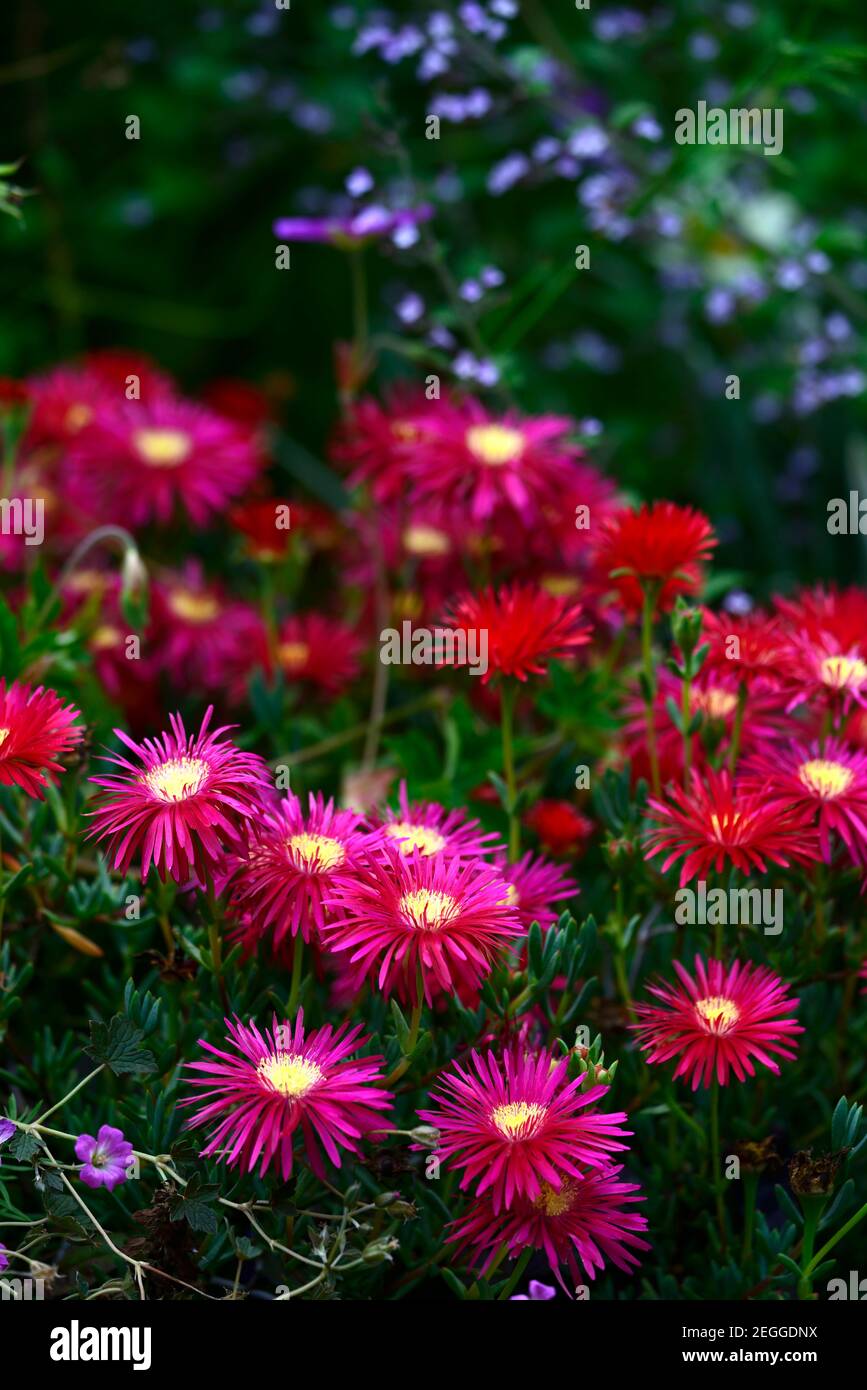 Delosperma dyeri,red flower,flower,flowering,groundcover,succulent,succulents,RM floral Stock Photo