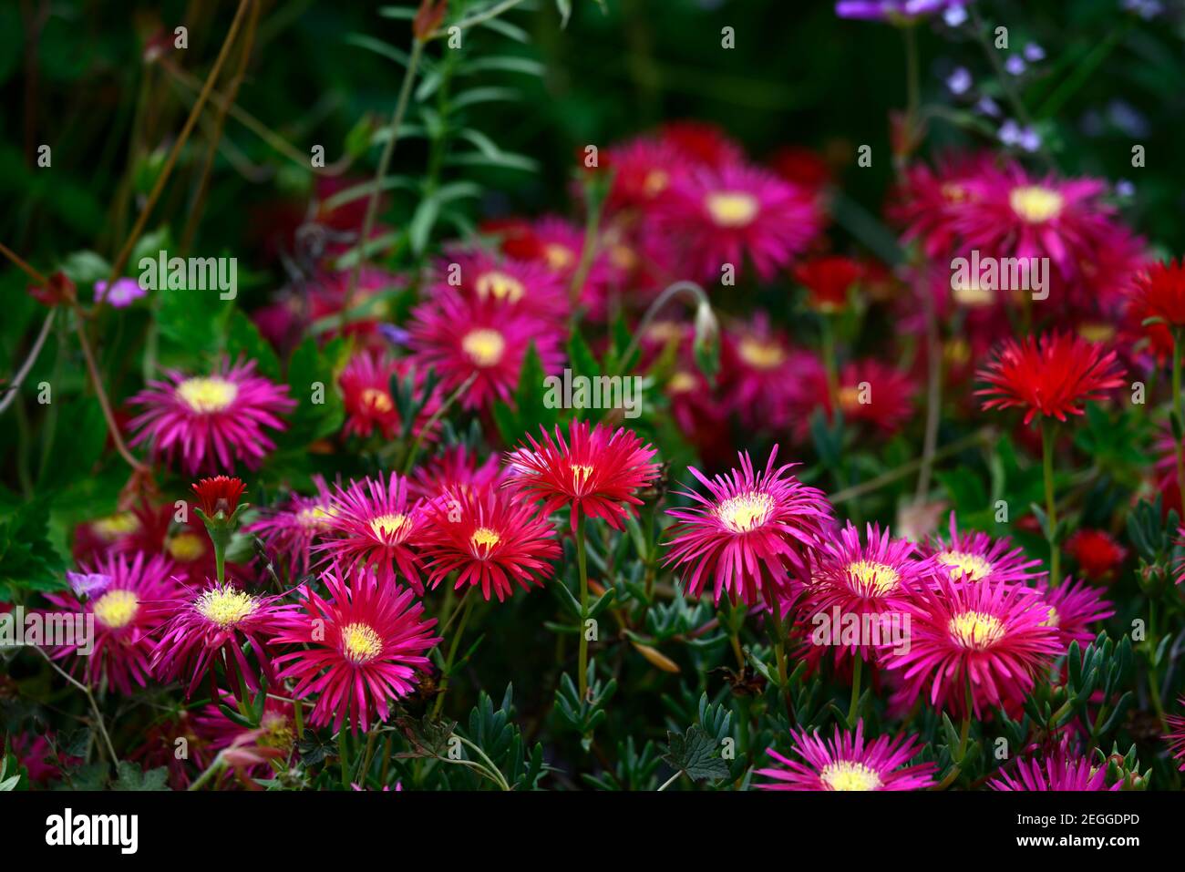 Delosperma dyeri,red flower,flower,flowering,groundcover,succulent,succulents,RM floral Stock Photo