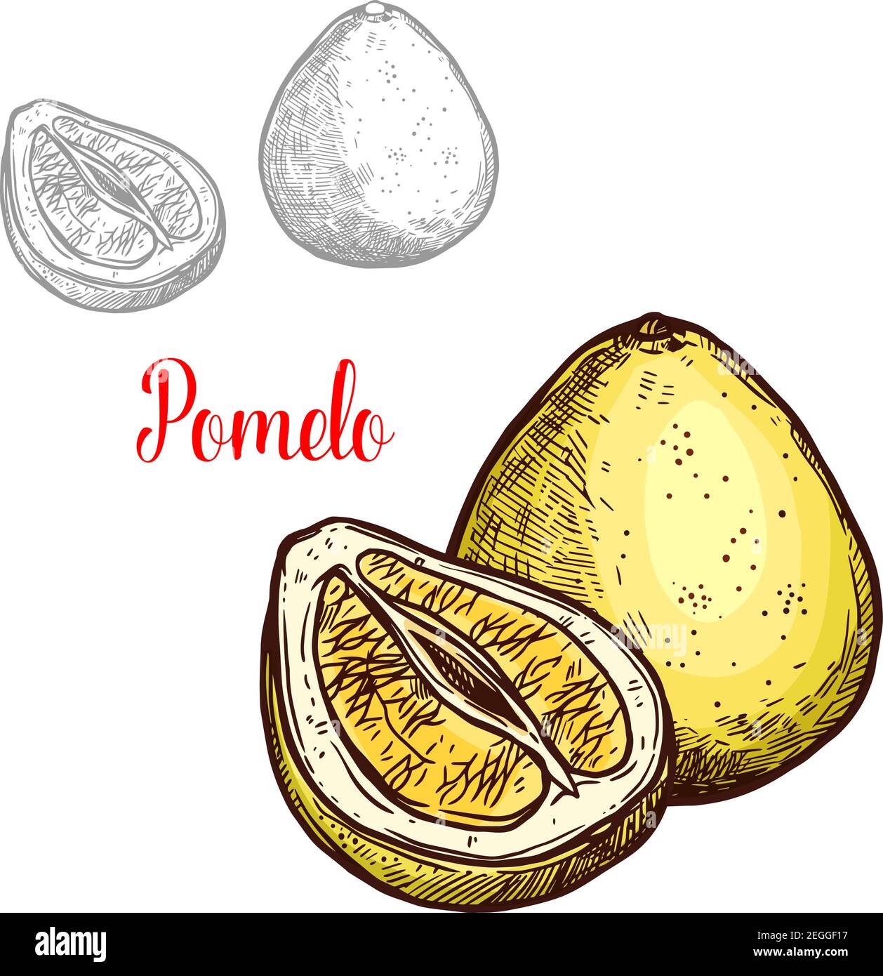 Pomelo fruit sketch isolated icon. Vector botanical sketch design of