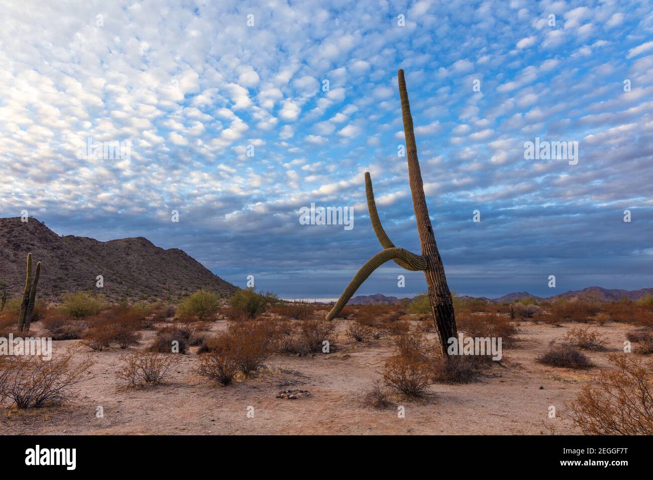 Saguaro cactus and scenic Arizona desert landscape in Sonoran Desert National Monument Stock Photo