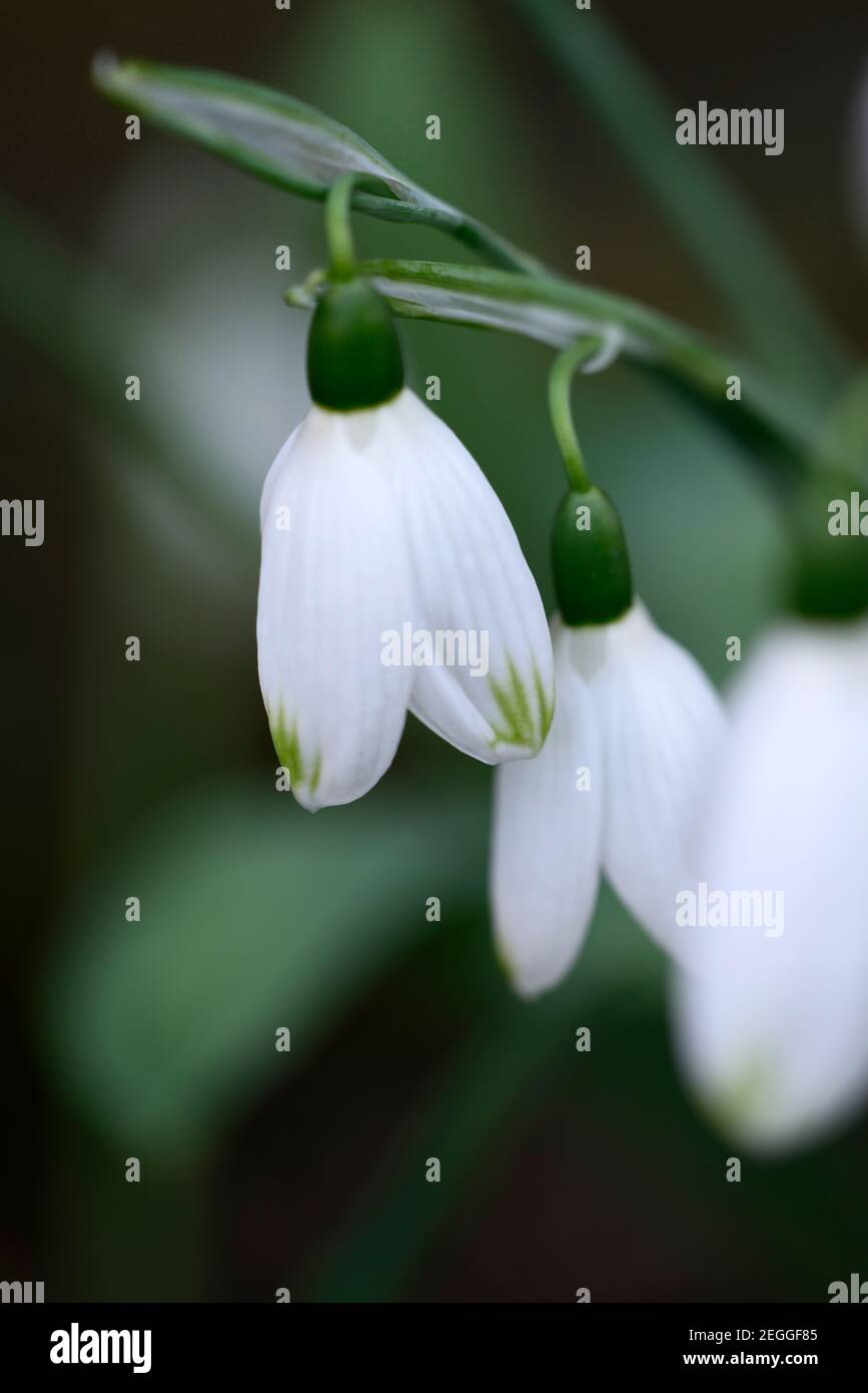 Galanthus elwesii var monostictus Green Tips,virescent,virescents,snowdrop,snowdrops, spring, flower, flowers, flowering,Garden, gardens,RM floral Stock Photo