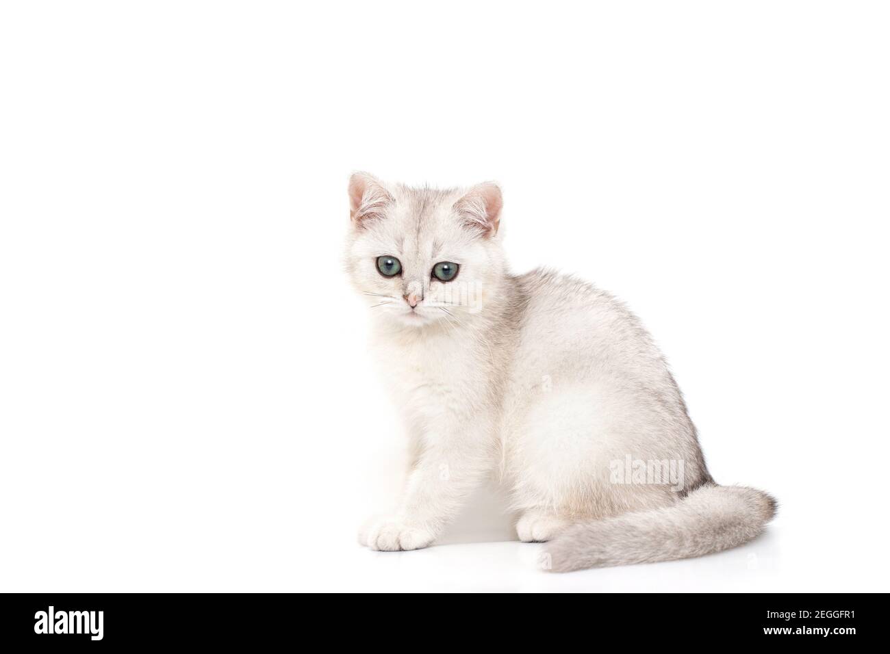 White with gray beautiful kitten of British breed sits on a white background. Stock Photo