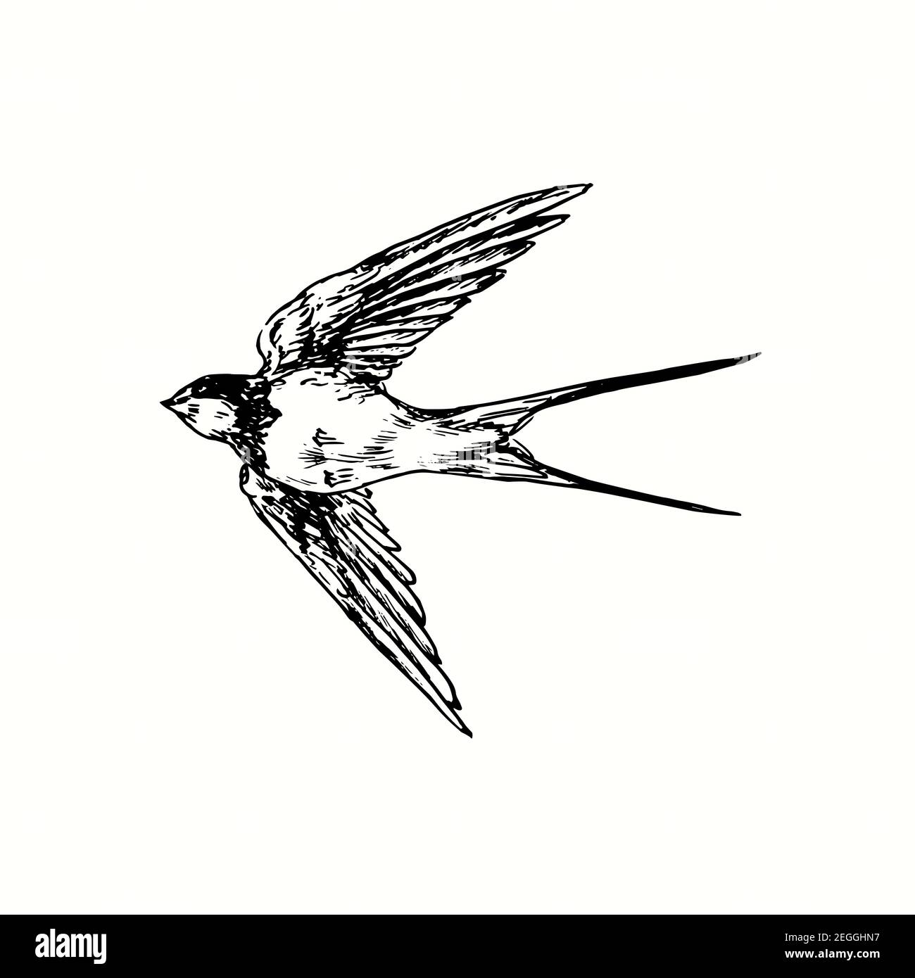 Hand drawn swallow bird flying. Ink black and white drawing