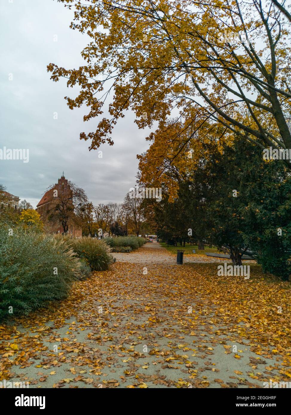 Wroclaw October 16 2019 footpath with yellow and green trees at autumn Stock Photo