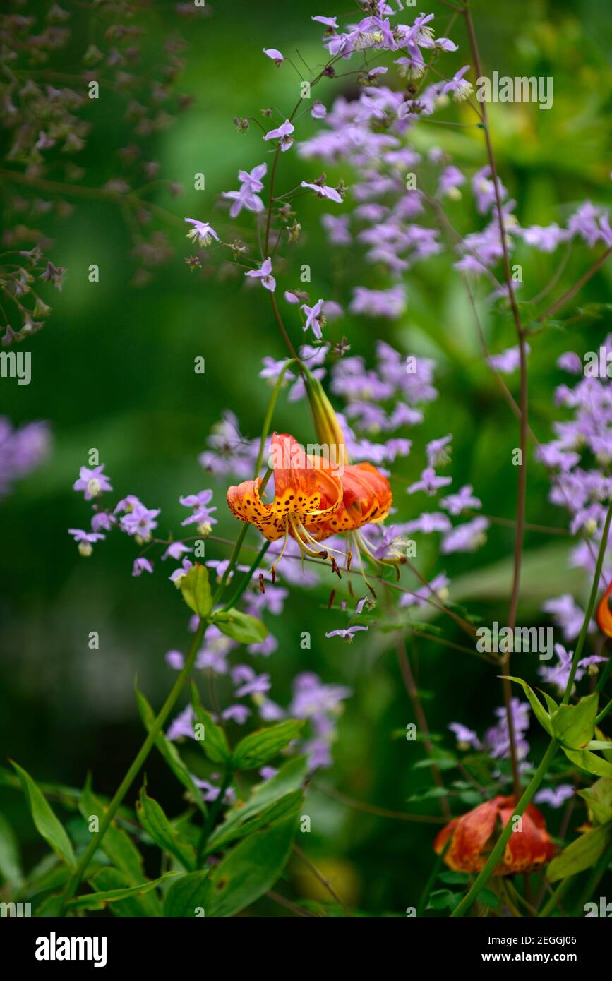 lilium pardalinum,leopard lily,panther lily,red,orange,spot,spotted,thalictrum delavayi hinckley,meadow rue,lilac flowers,contrast,contrasting combina Stock Photo
