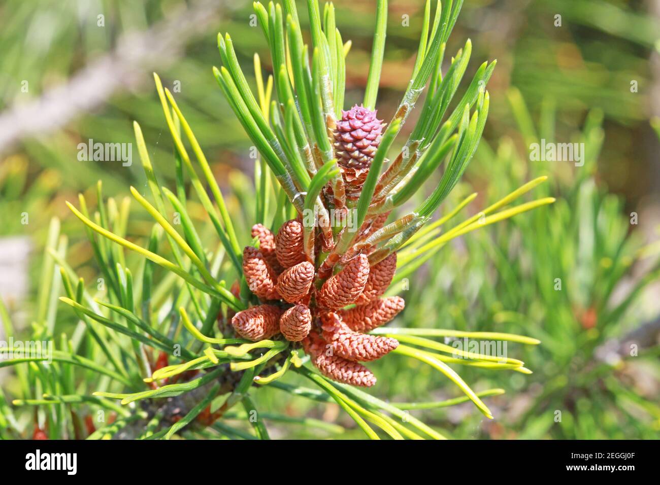 pole of pinecones on branch Stock Photo