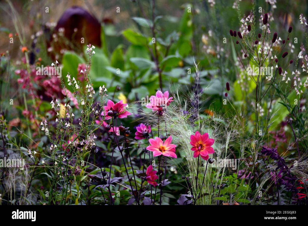 linaria peachy,dahlia happy single flame,dahlia HS flame,Stipa tenuissima,Mexican Feather Grass,Nassella tenuissima,grass and dahlia,grasses and dahli Stock Photo