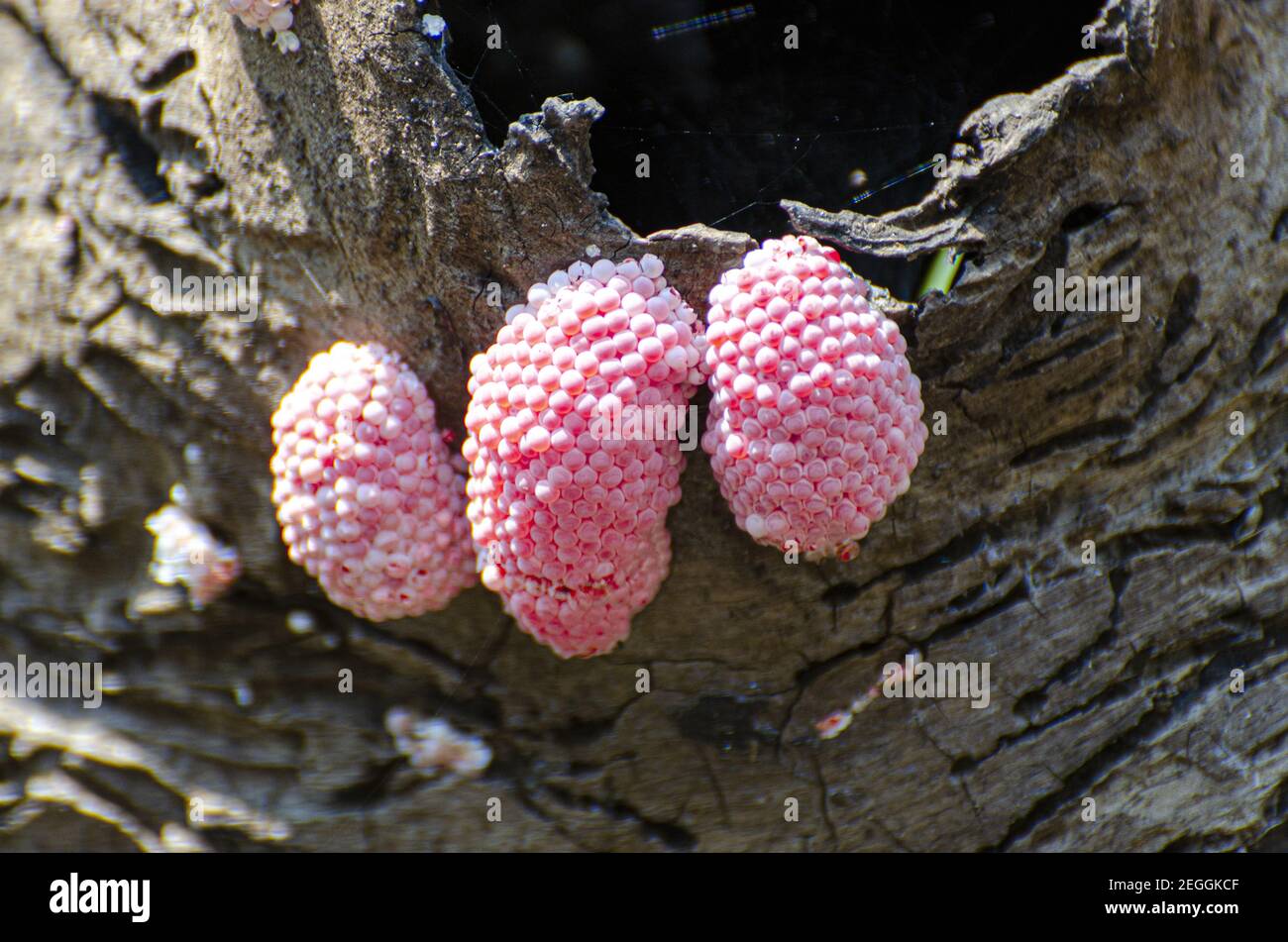 Closeup of eggs of golden apple snail (Pomacea canaliculata) on the decayed timber Stock Photo
