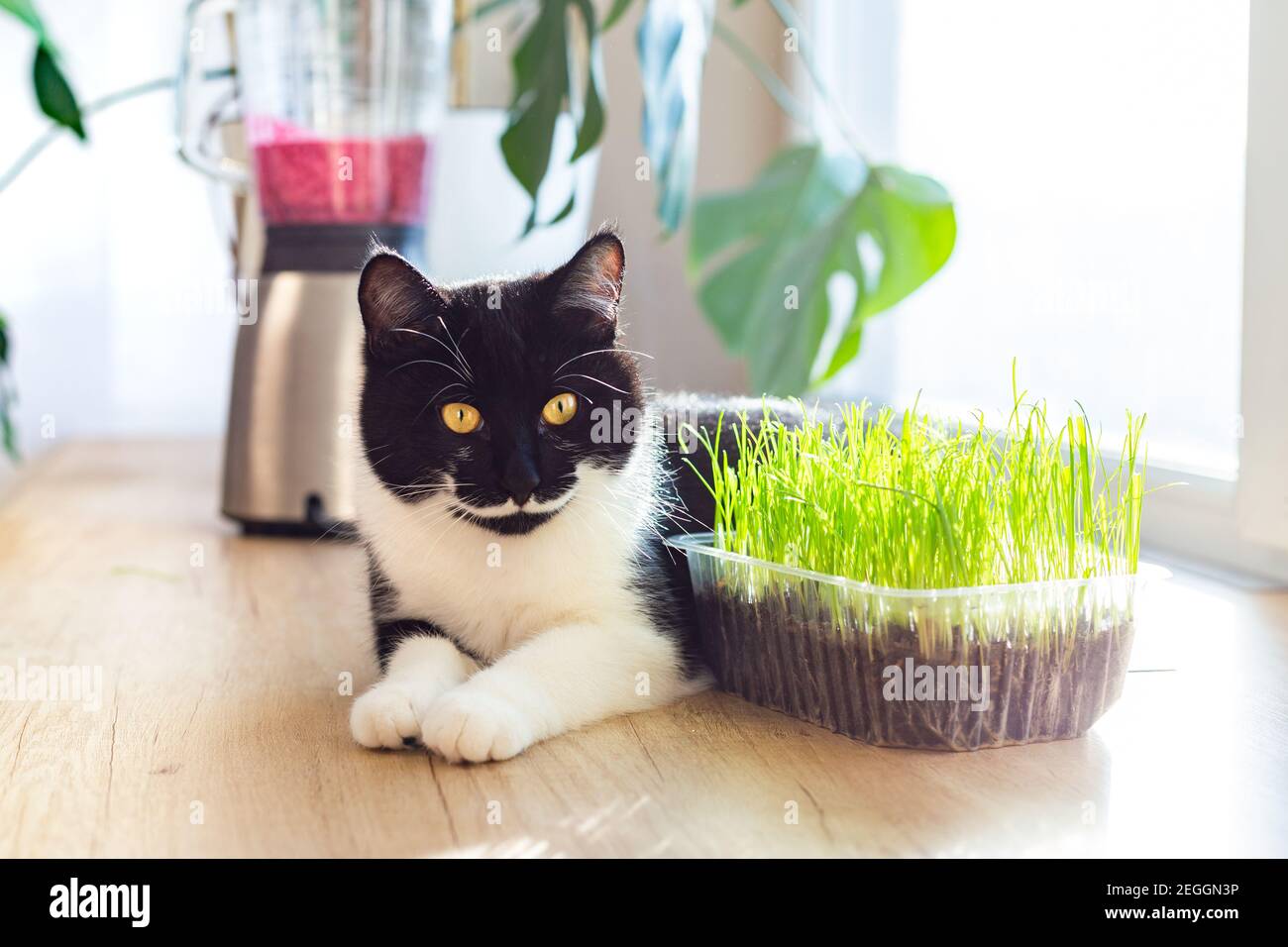 A black and white cat with yellow eyes lies on a kitchen window. Grass for cats. Stock Photo