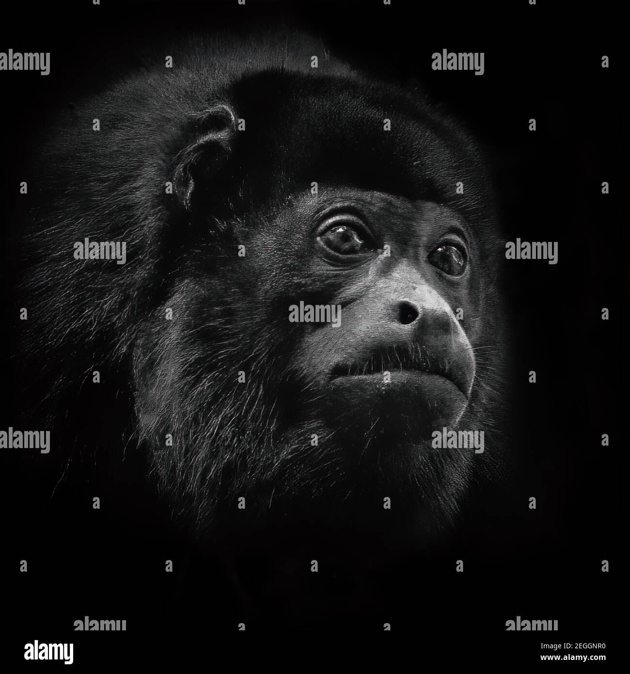 Monochrome Portrait of a Howler Monkey Stock Photo