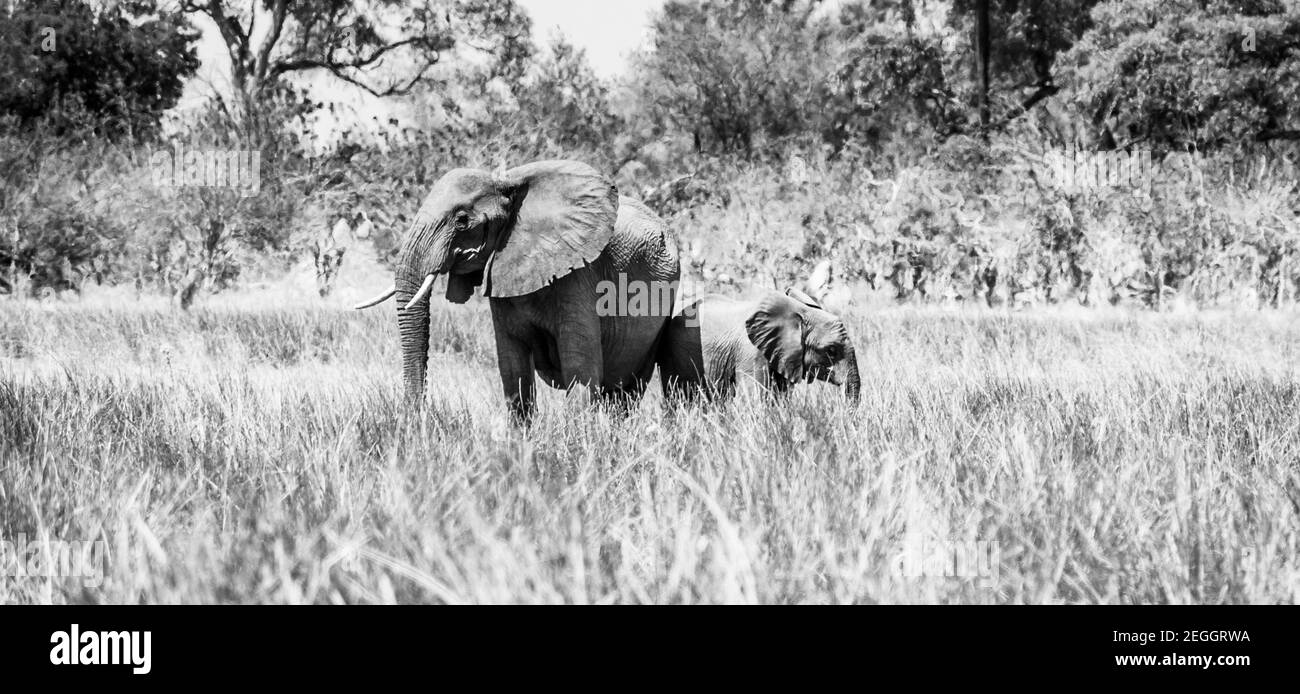 Adult and baby elephant Stock Photo