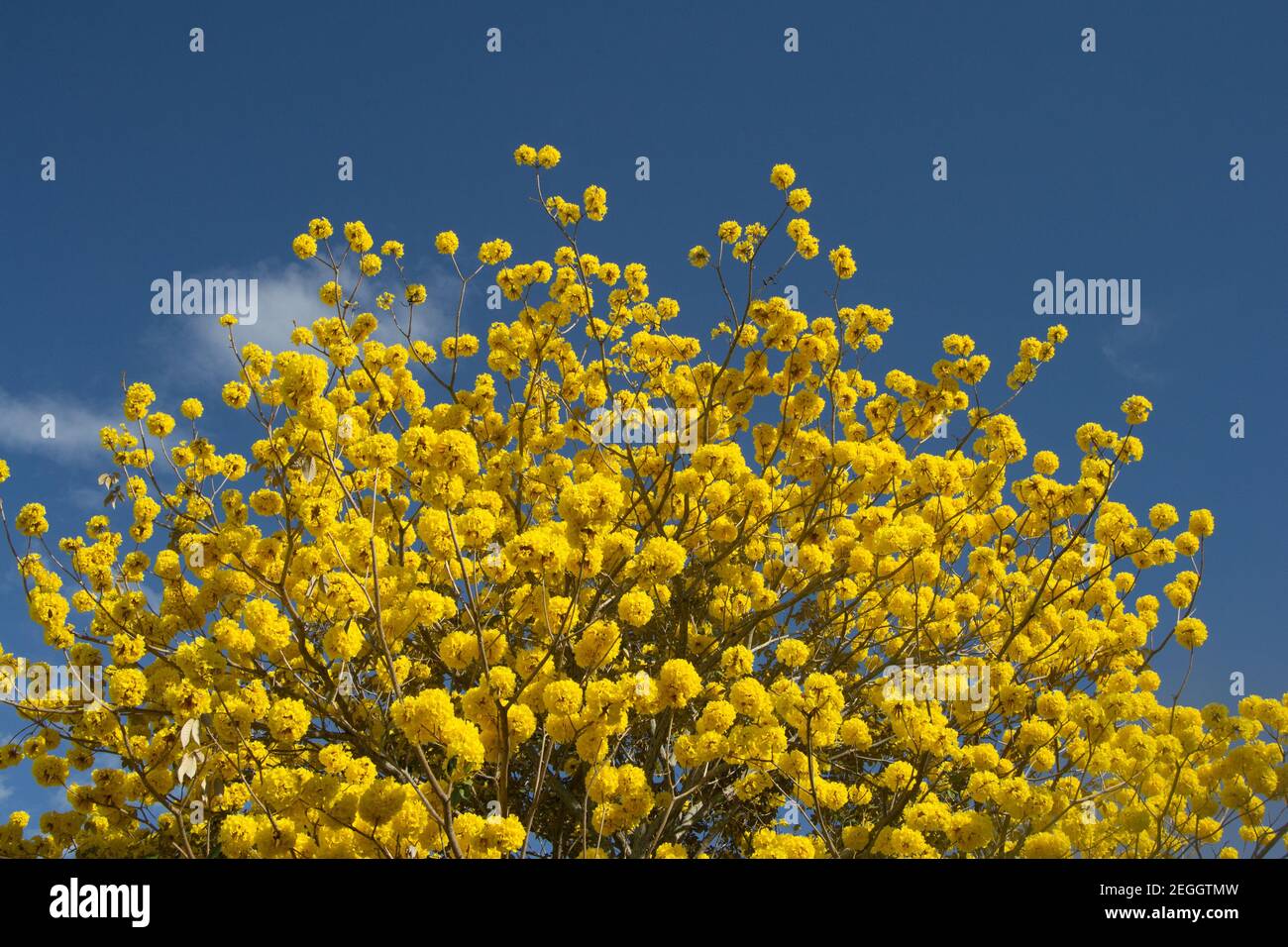 A Guayacan tree with its yellow leaves Stock Photo