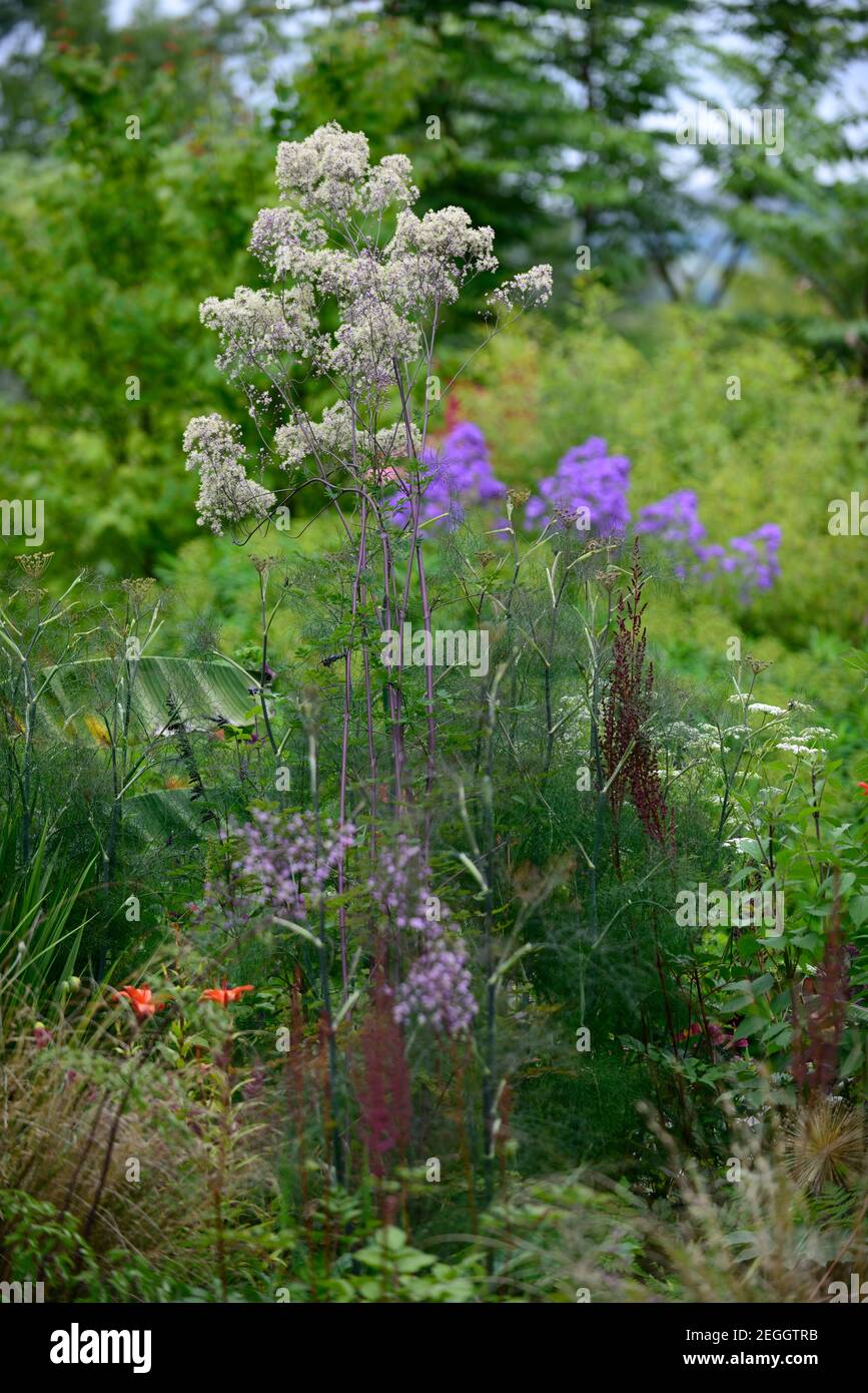 thalictrum elin,Foeniculum vulgare Purpureum,bronze fennel,leaves