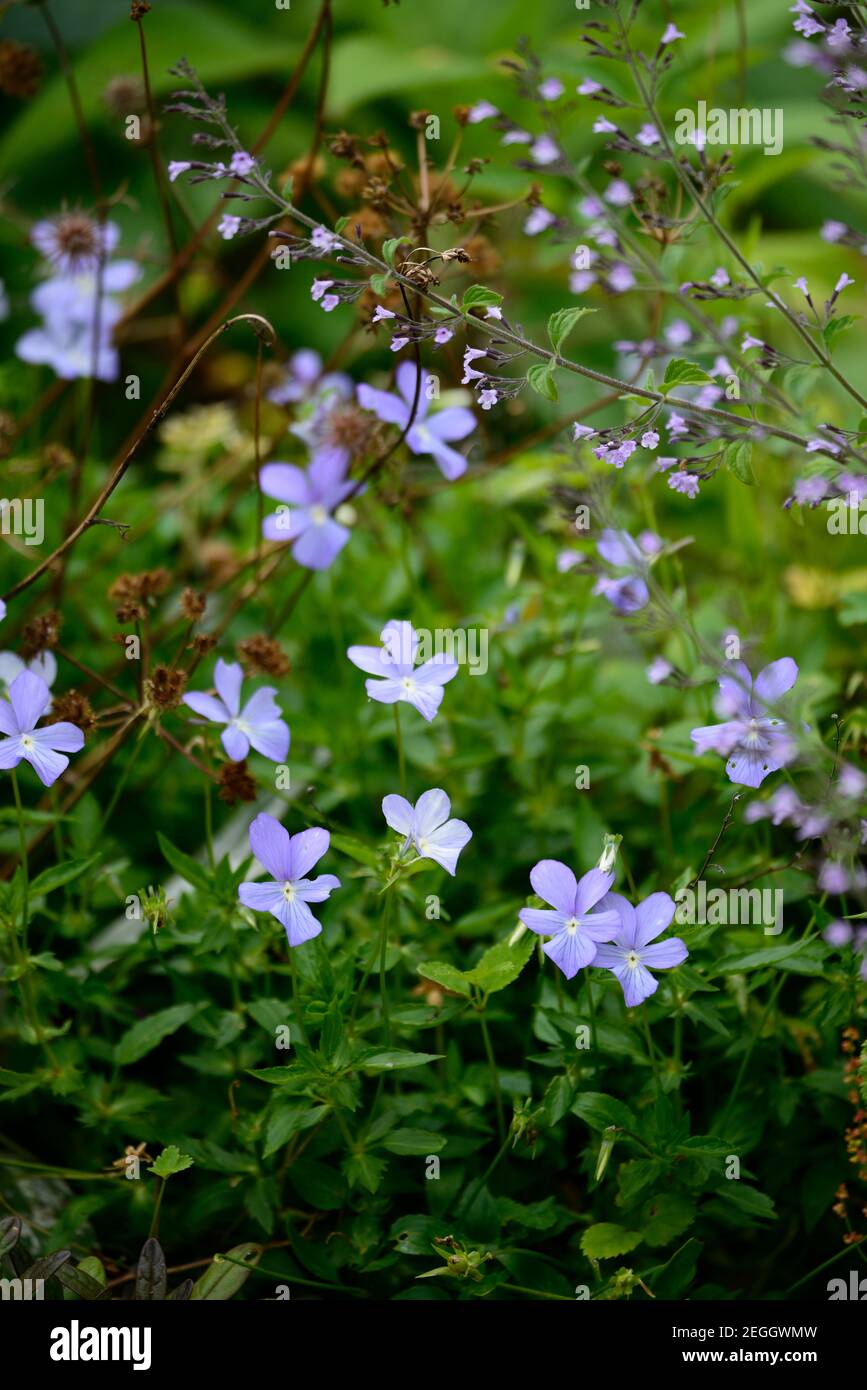 Viola cornuta Belmont Blue,violet,violets,blue flowers,blue flower,flowering,perennial viola,perennials,RM Floral Stock Photo