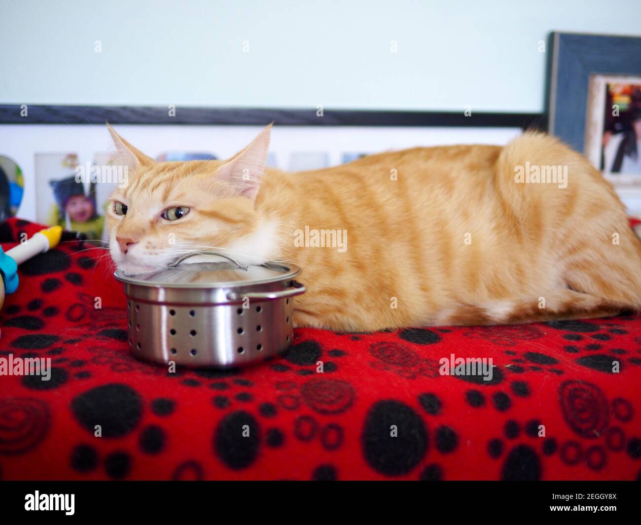 Mika the orange tabby Stock Photo Alamy