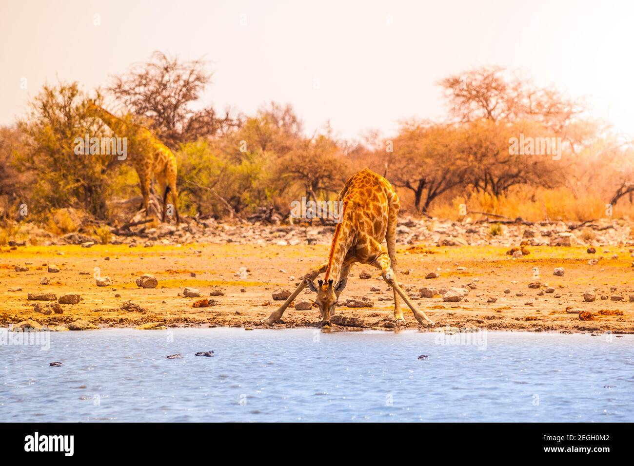 Giraffe drinking water Stock Photo