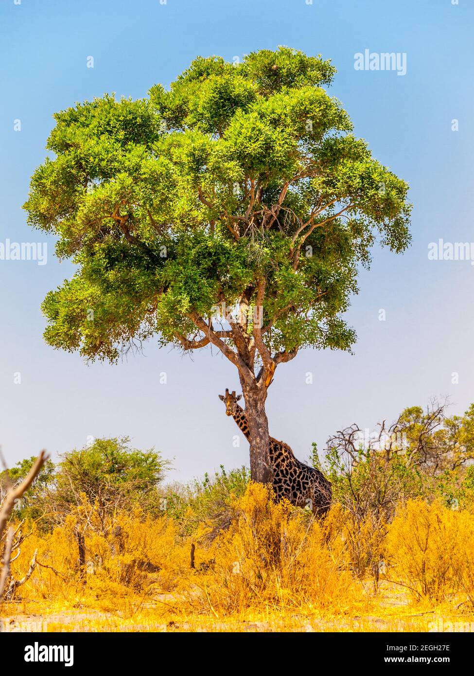 Giraffe under the tree Stock Photo