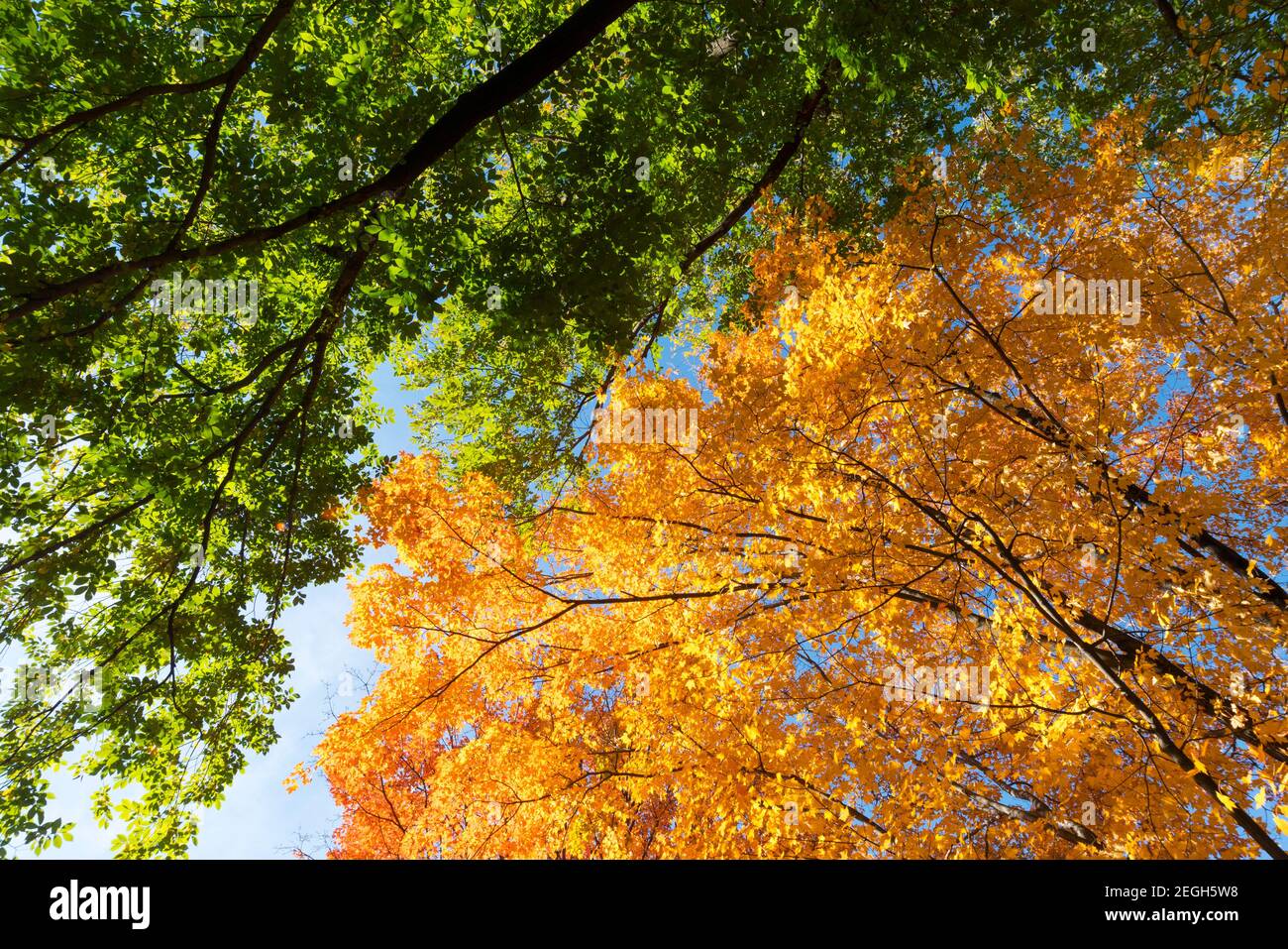 Autumn leaf color trees glows in Central Park at New York City NY USA. Stock Photo