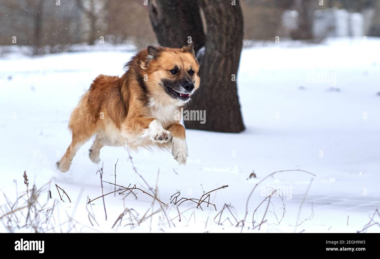 A mongrel, mixed-breed dog or mutt is quickly running in the snow and jumping. Funny photo of the jumping dog. Dog during the jump. Stock Photo