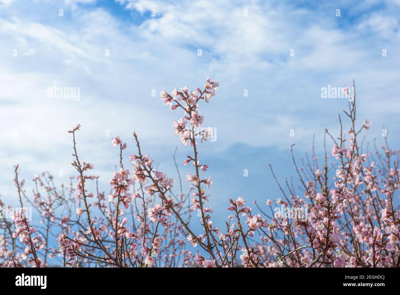 Top of almond tree branches with pink blossoms against blue sky with clouds Stock Photo