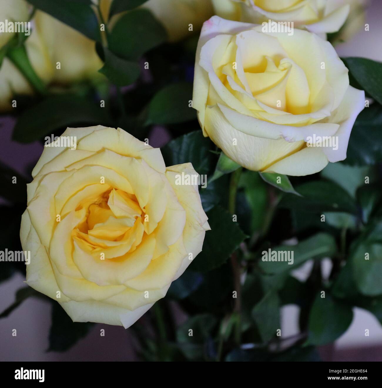 A bouquet of one dozen yellow roses Stock Photo - Alamy