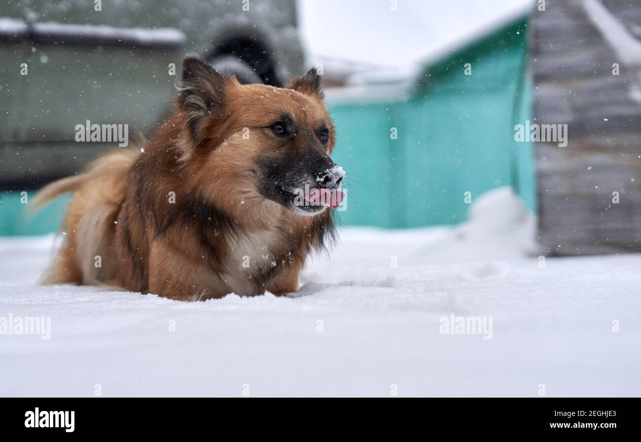 A mongrel, mixed-breed dog or mutt is lying in the snow. A shot of mixed breed dog focused on the muzzle of the dog with a tongue out and white nose. Stock Photo
