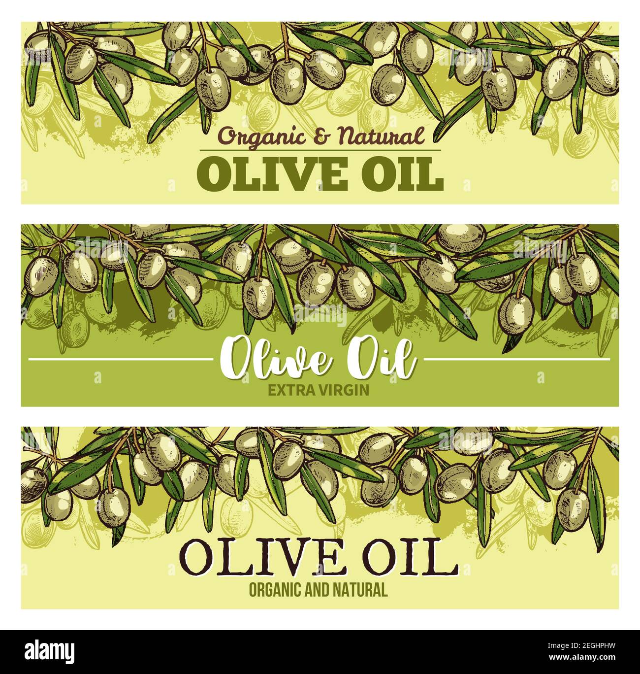 Olive oil banner with border of fresh green olives. Olive fruit, tree ...