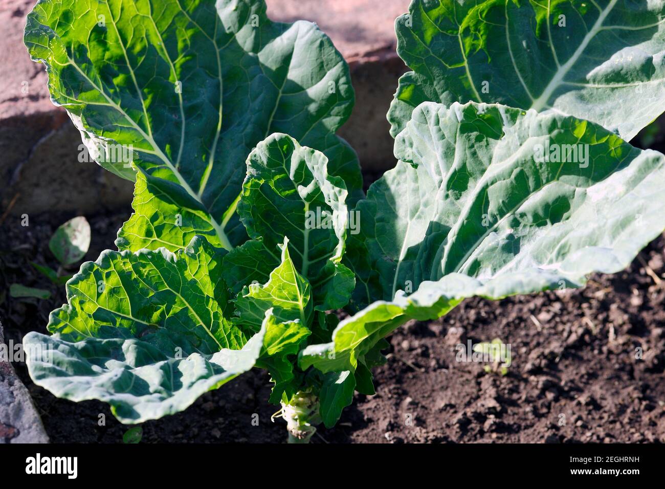 Premium Photo  Fresh organic collard greens vegetable square background