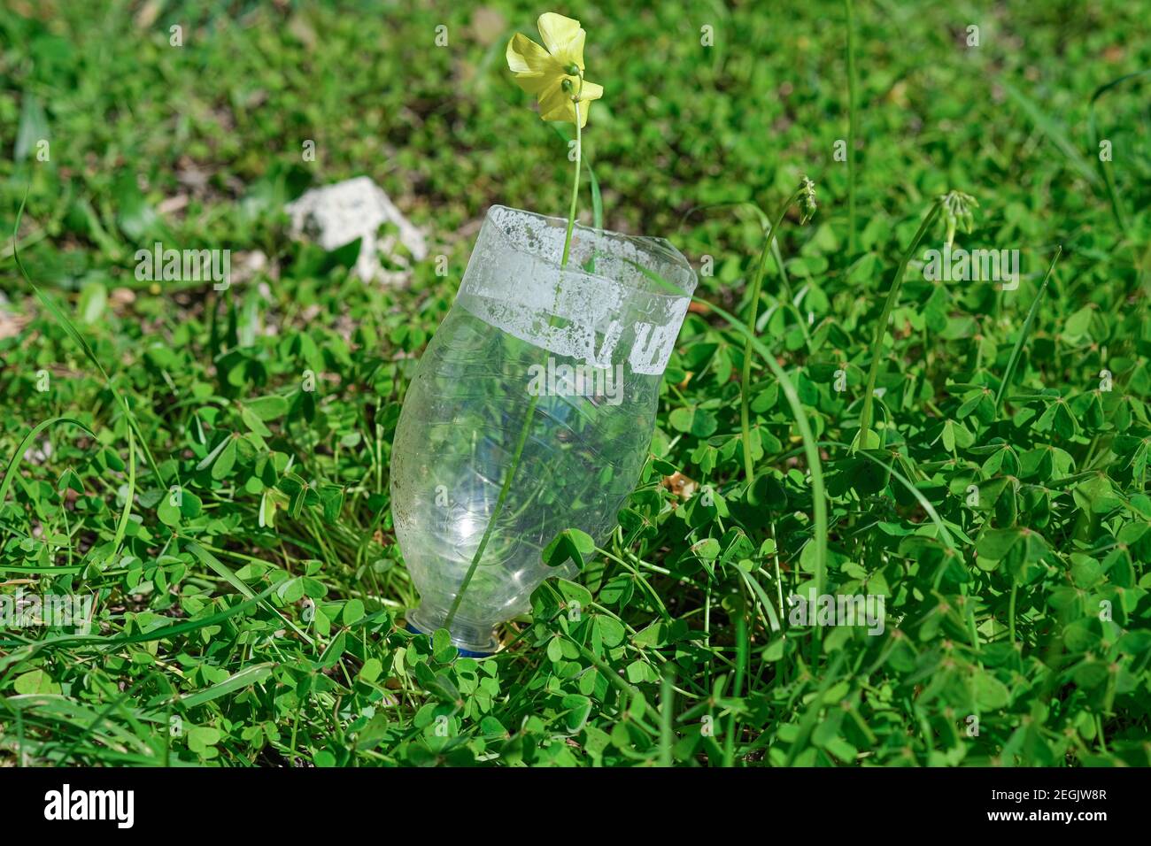 Wild yellow flower grow up on discarded plastic bottle garbage,nature pollution adaptation Stock Photo