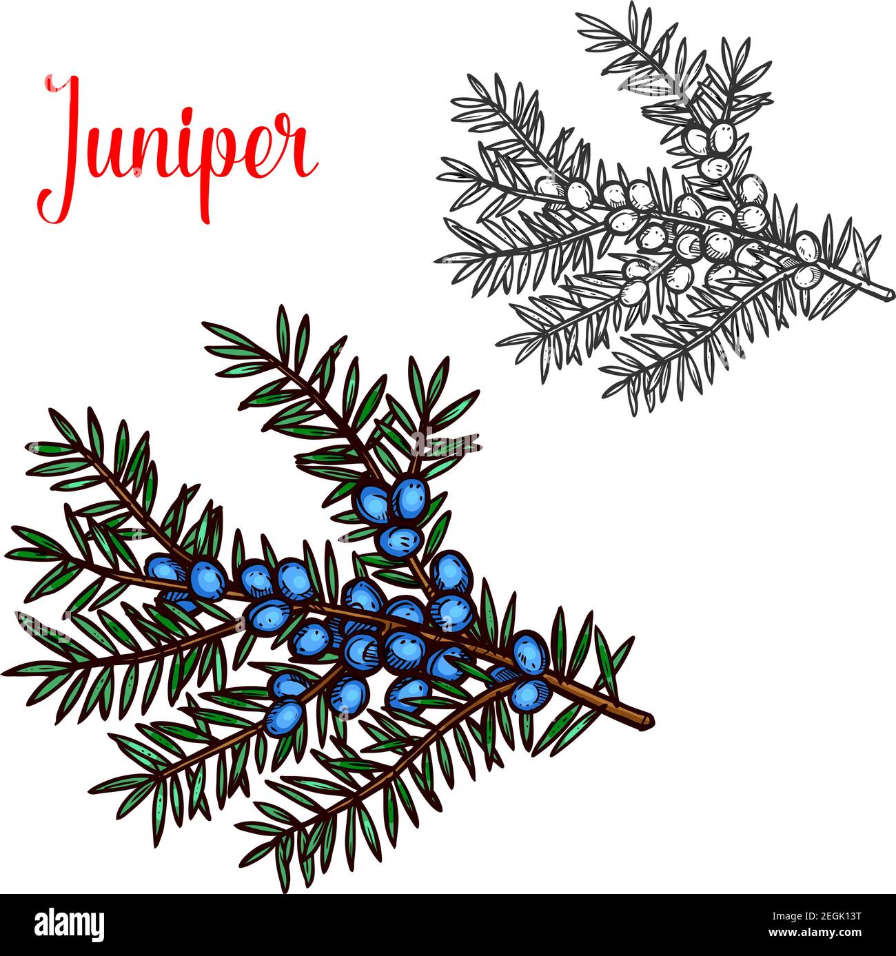 Juniper sketch color isolated icon. Vector botanical sketch design of ...