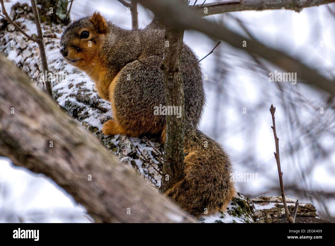 A chunky squirrel resting on a tree branch Stock Photo