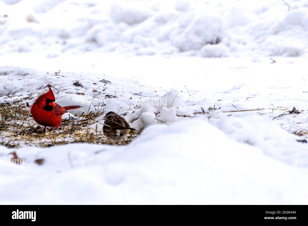 Cardinals looking for food after a fresh snowfall Stock Photo