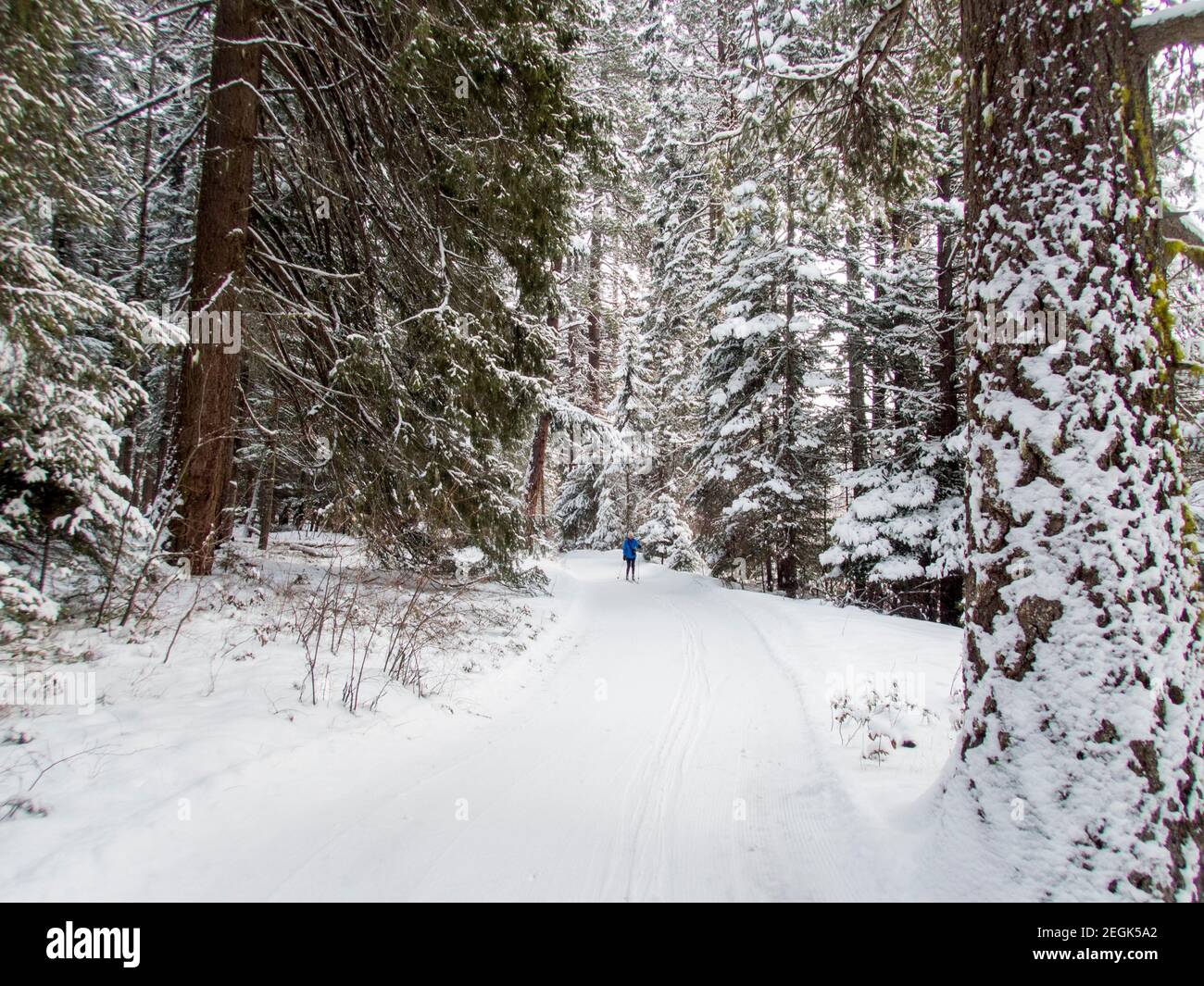 A winter scene with a woman crosscountry skiing (model released