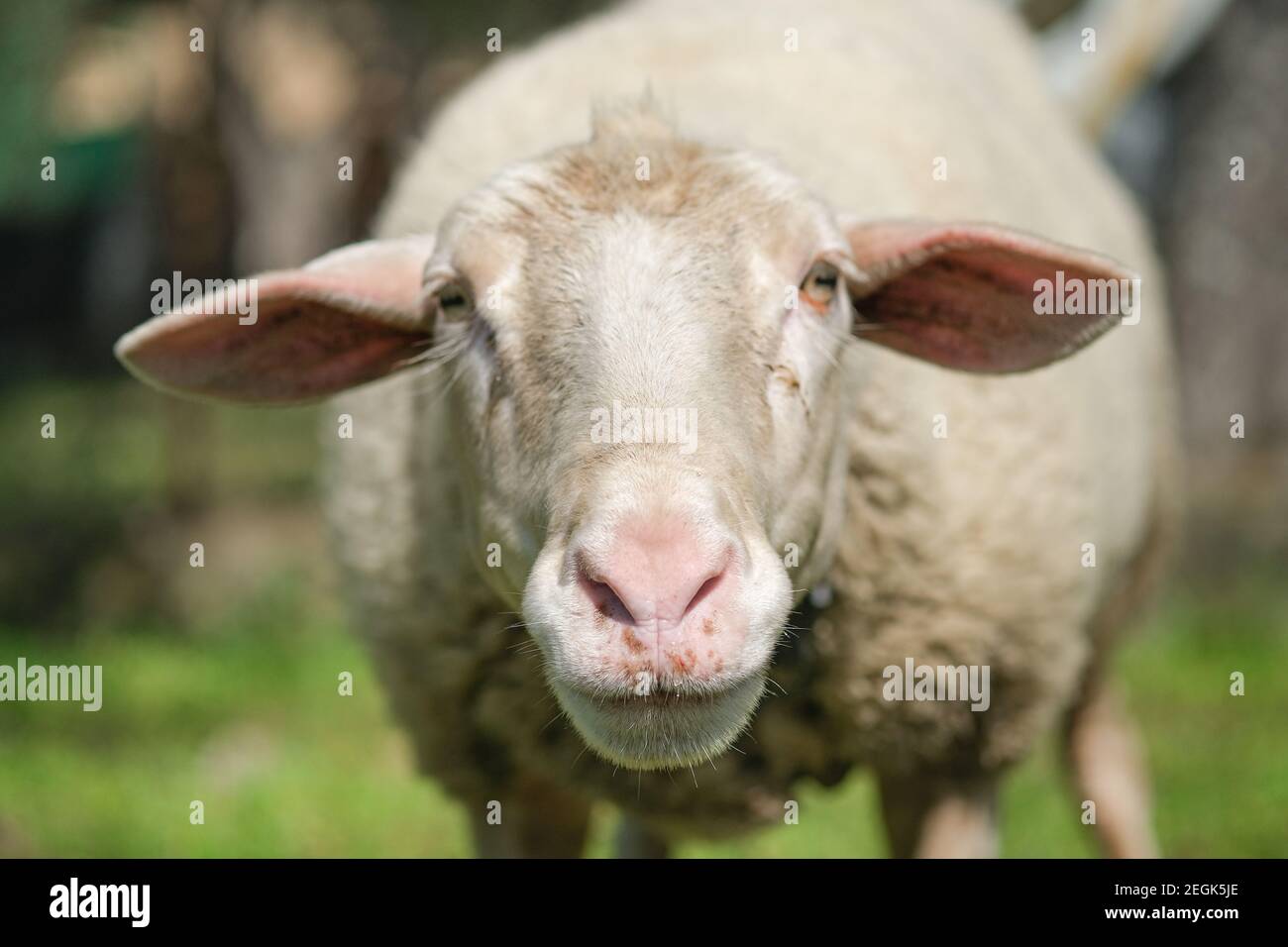 Cute adorable wool sheep face portrait close up,ovine animals breeding Stock Photo