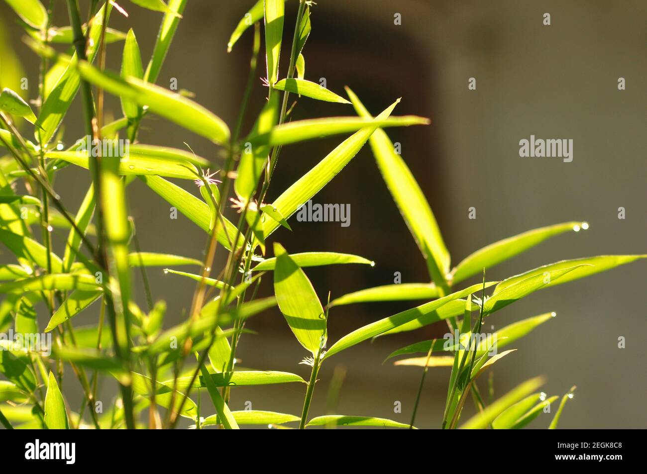 Bamboo green leaves bright background Stock Photo Alamy