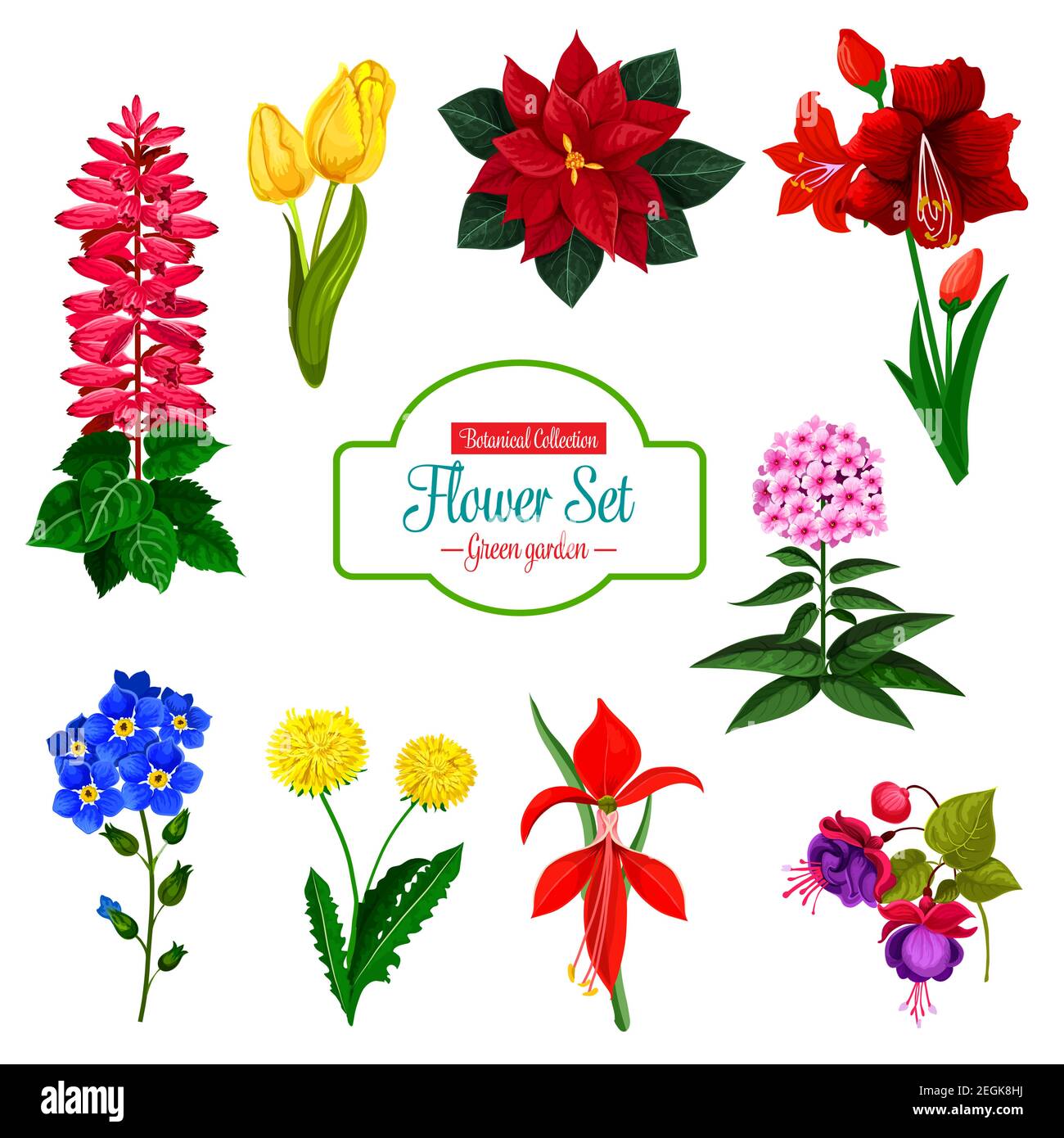 Flower icon set of spring garden and house flowering plant. Tulip, dandelion and phlox, forget-me-not, poinsettia and delphinium, hippeastrum, fuchsia Stock Vector