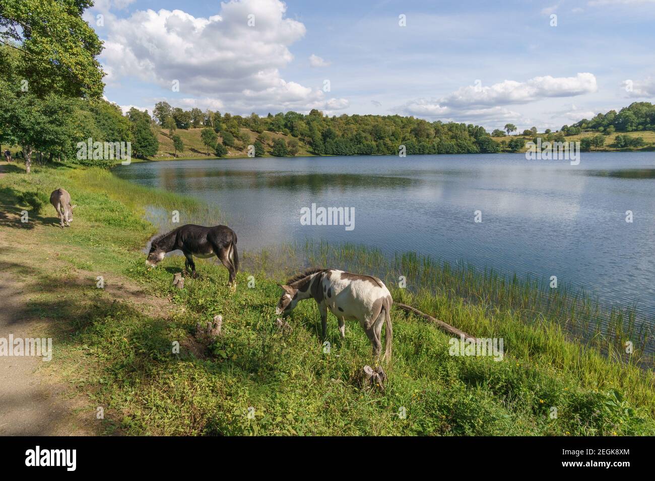 donkeys standing on grass at the shore of volcanic lake of Weinfelder Maar in summer, Daun, Germany Stock Photo