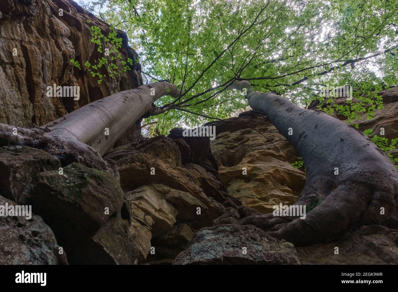 Trees growing out of rock hires stock photography and images Alamy