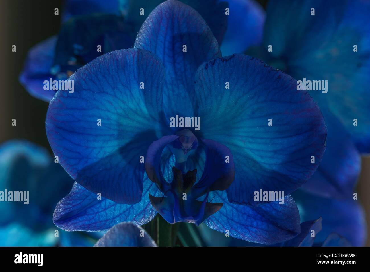 Blue orchids hi-res stock photography and images - Alamy