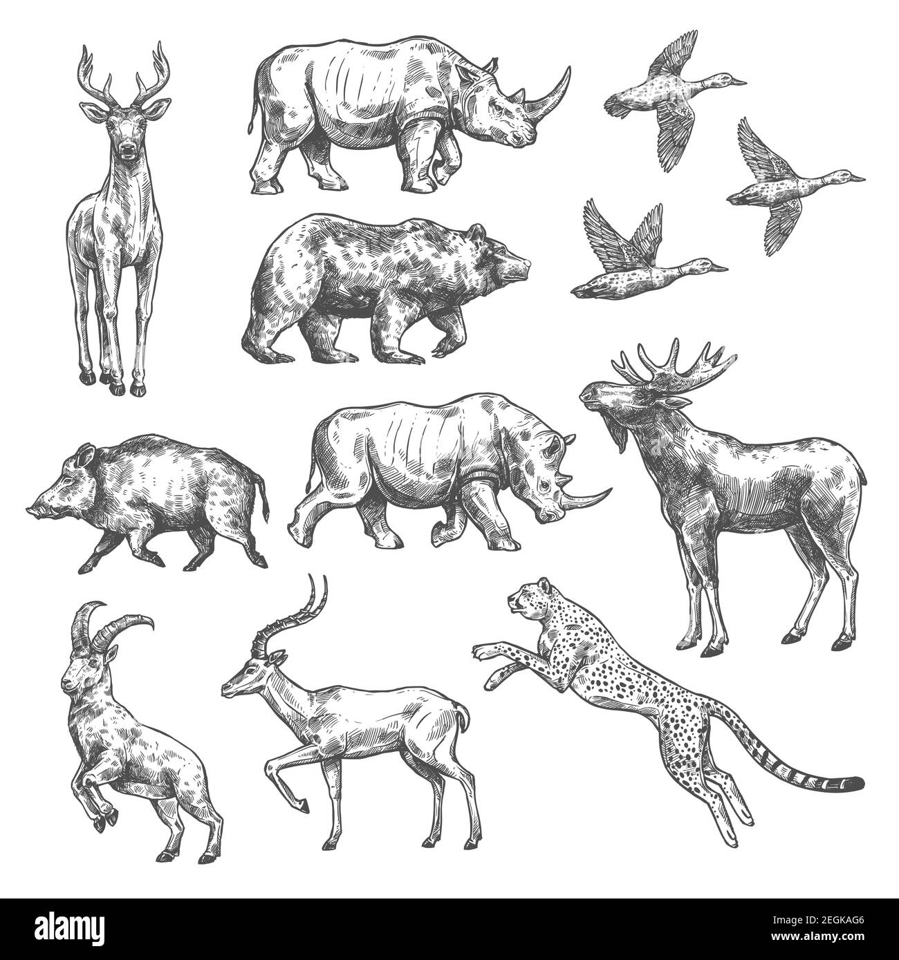Animal sketch set of wild bird, african safari and forest mammal. Bear, duck and deer, rhino, antelope and jaguar, goat, boar and elk isolated icon fo Stock Vector