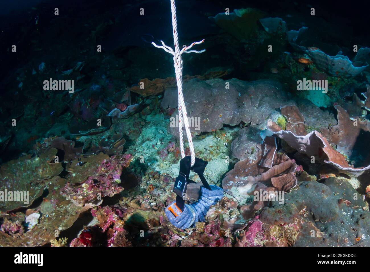 A carelessly dropped SCUBA diving weight belt lying on top of damaged coral on a reef in Thailand Stock Photo