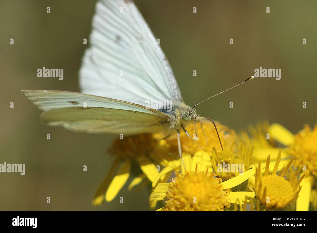Cabbage White butterfly feeding on ragwort Stock Photo Alamy