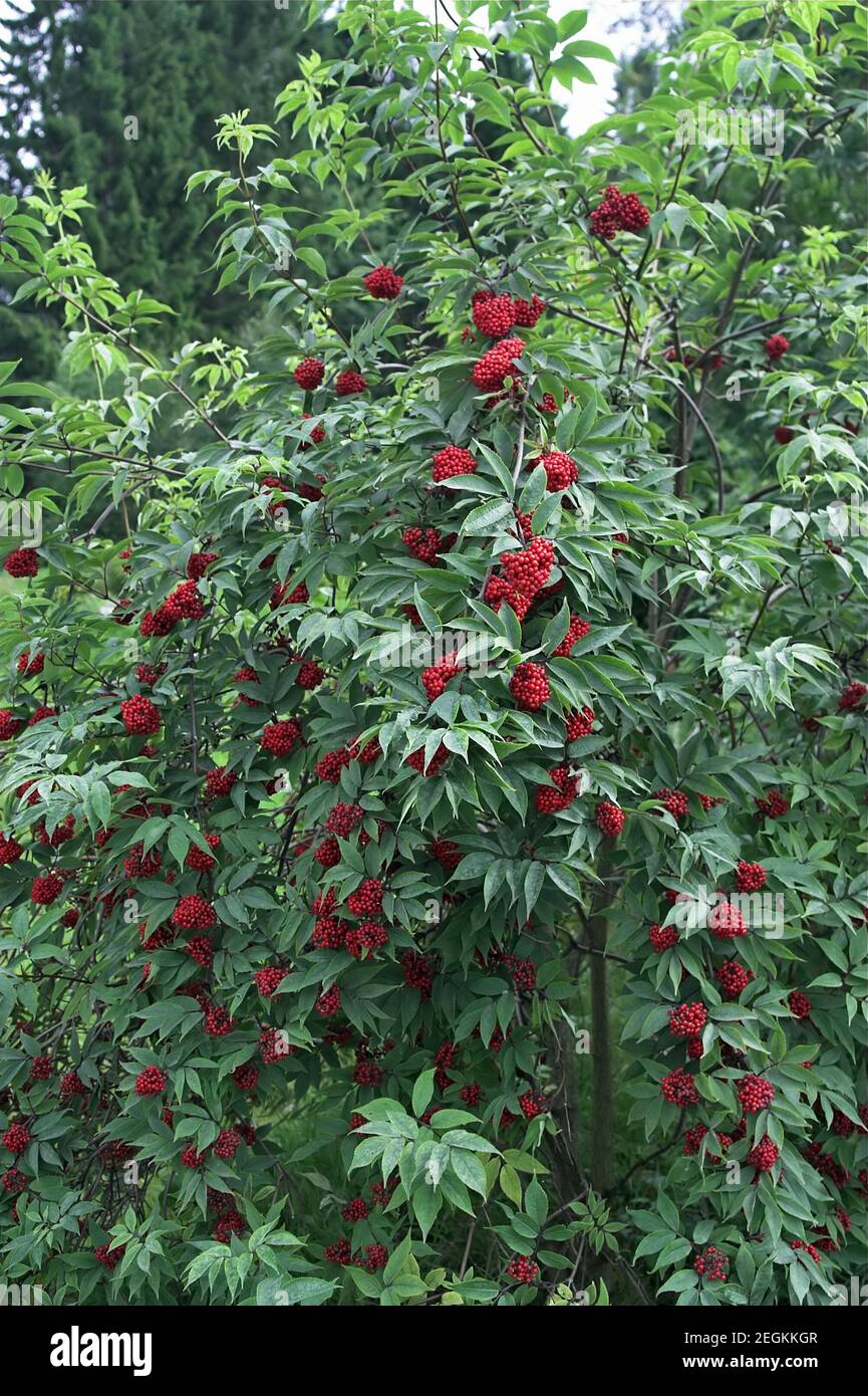 Jostedalsbreen National Park; Norway, Norwegen; Sorbus aucuparia L.; Rowan bush with ripe red fruits. Ebereschenstrauch mit reifen roten Früchten. Stock Photo
